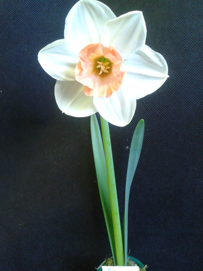 Daffodil - Single Bloom